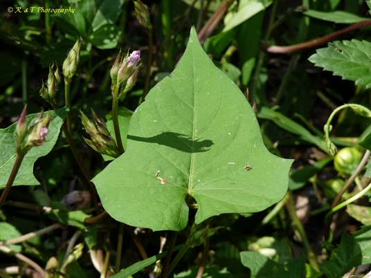 {Ipomoea triloba}